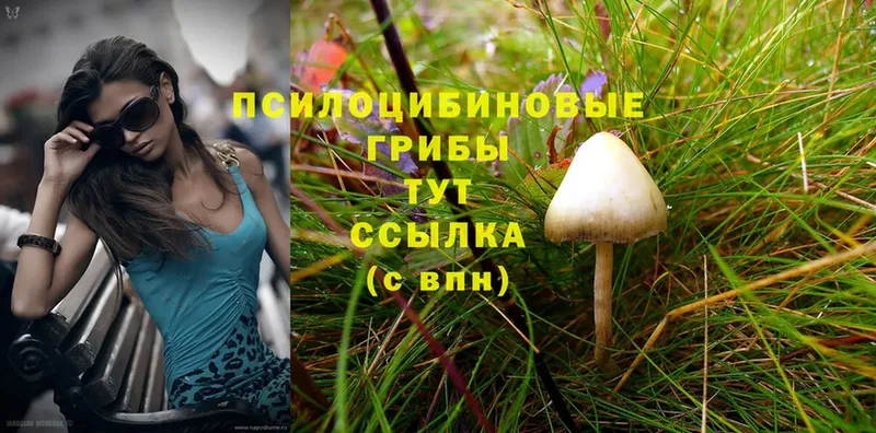 наркота  Задонск  мориарти какой сайт  Псилоцибиновые грибы MAGIC MUSHROOMS 